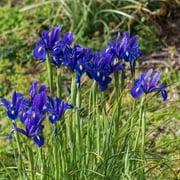 Colorful Mixed Dutch Iris-Blue, Yellow, Purple, White Flowers - 30 Bulbs - Attracts Bees & Butterflies - Spring Blooming, Easy to Grow & Maintain