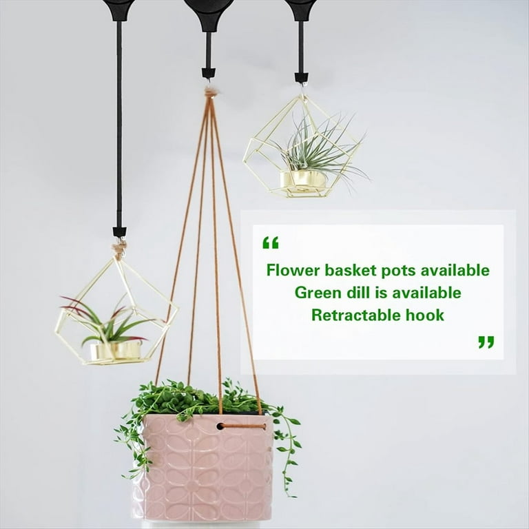 dracaena plant indoor Buy Dracaena Mass Cane Plants Online