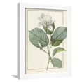 thumbnail image 1 of Magnolia Yulan Magnolia Denudata, 1812, Framed Art Print Wall Art by Pierre Joseph Redoute Sold by Art.Com, 1 of 5