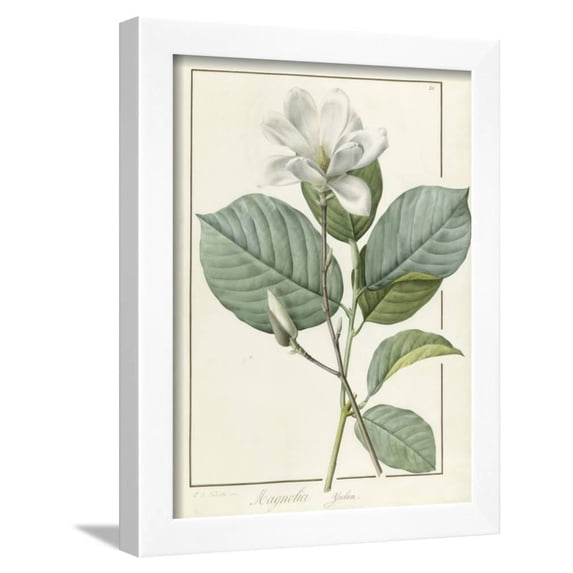 Magnolia Yulan Magnolia Denudata, 1812, Framed Art Print Wall Art by Pierre Joseph Redoute Sold by Art.Com
