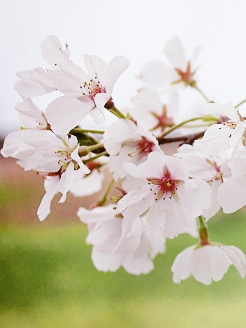 Expert Gardener 2-3 ft tall Yoshino White Flowering Cherry Live Tree in 5-Gallon Grower Pot