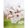 thumbnail image 5 of Expert Gardener 2-3 ft tall Yoshino White Flowering Cherry Live Tree in 5-Gallon Grower Pot, 5 of 6