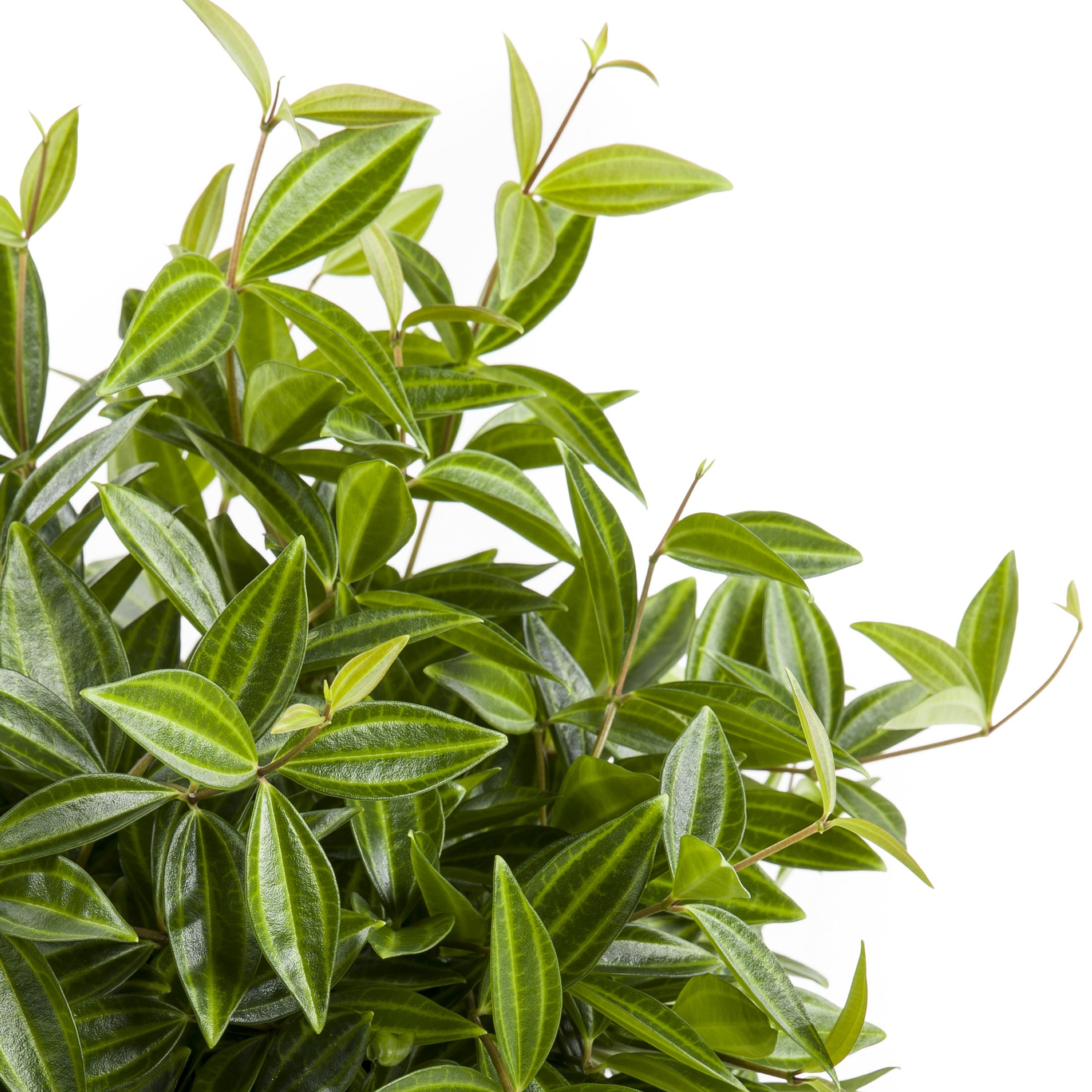 6 in. Peperomia Funky Frog Plant in Grower Container