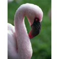thumbnail image 1 of Lesser Flamingo Poster Print by Natural Selection Ralph Curtin, 26 x 34 - Large, 1 of 1