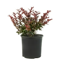 2.25 gal Photinia Dynamo Red Live Shrub with Full Sun
