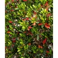 thumbnail image 2 of Japanese Blueberry Elaeocarpus  1 Extra Large 3 Gallon Plant  Elaeocarpus decipiens  Evergreen Beauty  Landscape Favorite, 2 of 9
