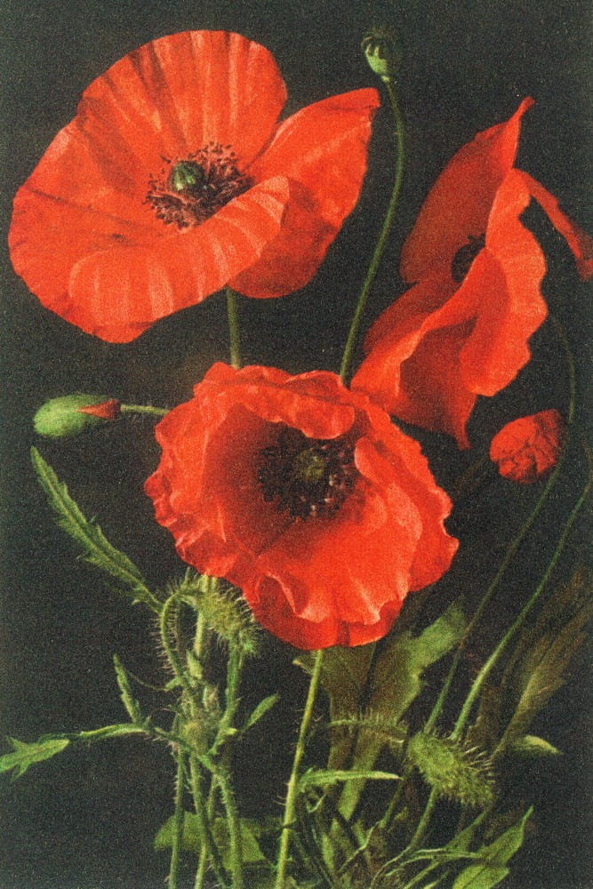 Corn Poppy Flowers (24x36 Giclee Gallery Art Print, Vivid Textured Wall