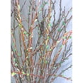 thumbnail image 2 of Living Table Vase Decor - Live and Growing Willow Branch Tips - No Vase Included - They Grow in Water for Weeks - Table Decor, Wedding Decor (50 Branch Tips), 2 of 3