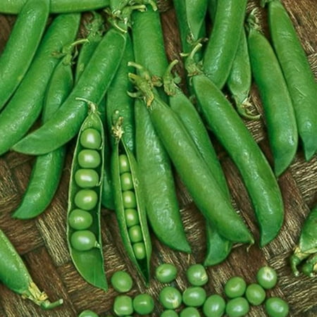 Sugar Sprint Snap Pea Garden Seeds (Treated) - 50 Lbs Bulk - Non-GMO, Heirloom Vegetable Gardening