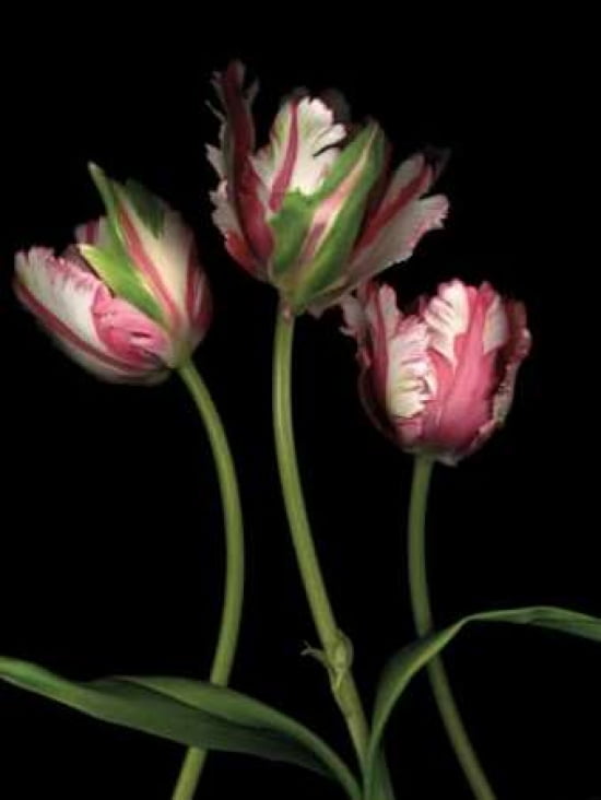 Parrot Tulips II Poster Print by Andrew Levine (18 x 24)