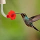 thumbnail image 3 of Tubos y Tapones para Comederos de Colibríes con Repuestos Exteriores., 3 of 8