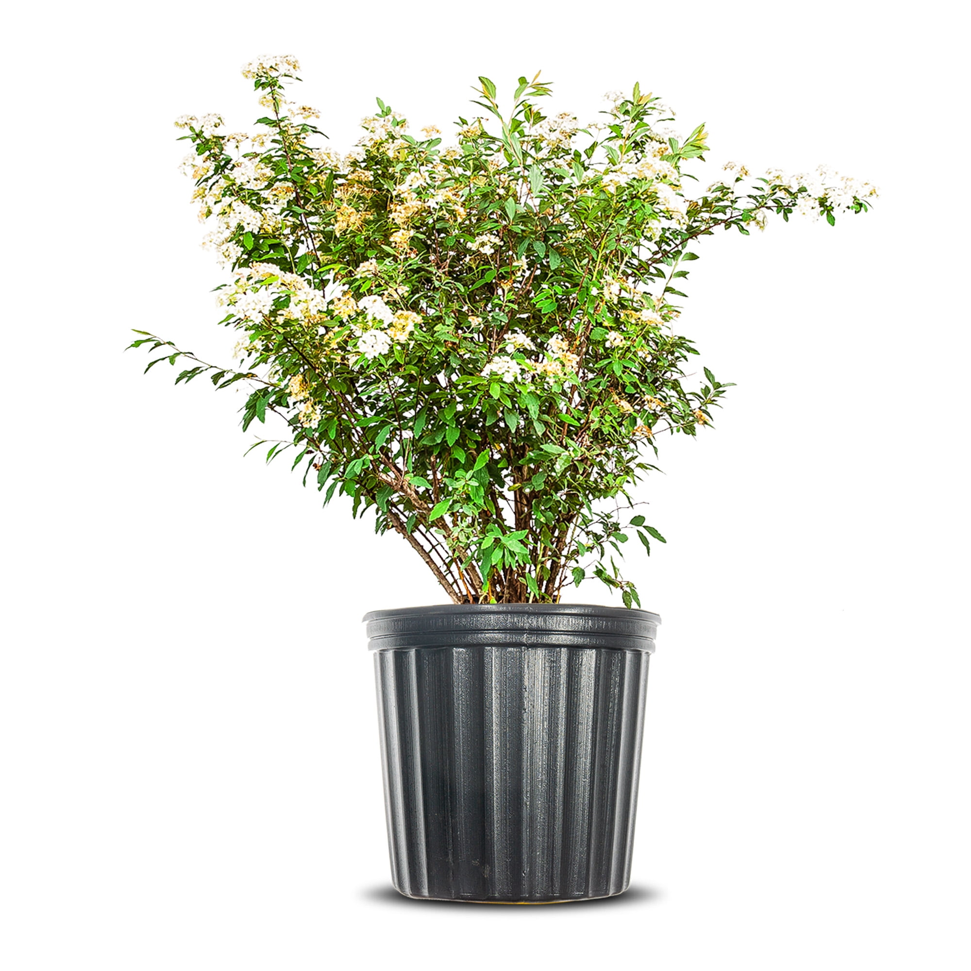 Image of Bridal spirea shrub in a pot