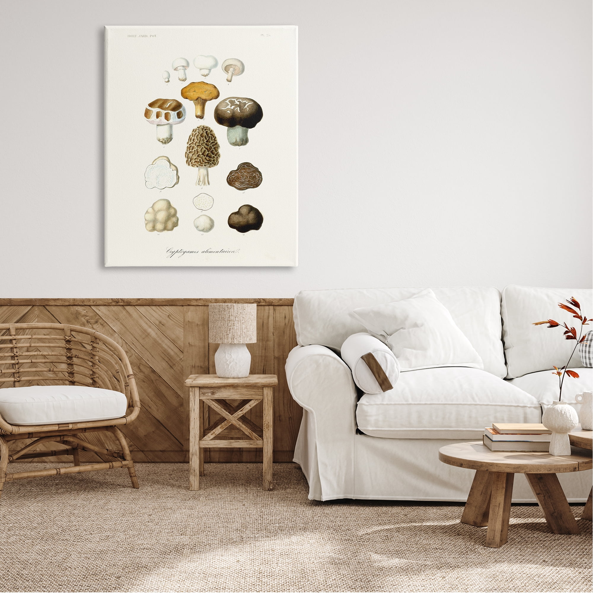 Stupell Industries Botanical Mushroom Species Latin Nature Study , 36 x 48, Design by World Art Group