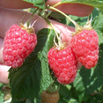 thumbnail image 4 of Set 2 Red Thornless Raspberry Plants Live, Raspberry Trees Live Plants, Raspberry Seedlings, 5-9 Inc, Raspberry Fruits Trees, 4 of 5