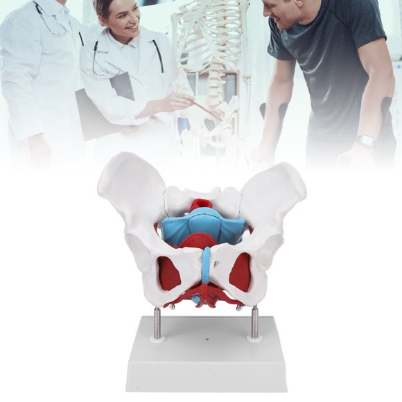 Colored Female Pelvis Model, Female Pelvis Anatomy Model Accurate Scale High Simulation  for Orthopedics for Demonstration
