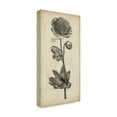 thumbnail image 2 of Trademark Fine Art 'Singular Beauty I' Canvas Art by Vision Studio, 2 of 4