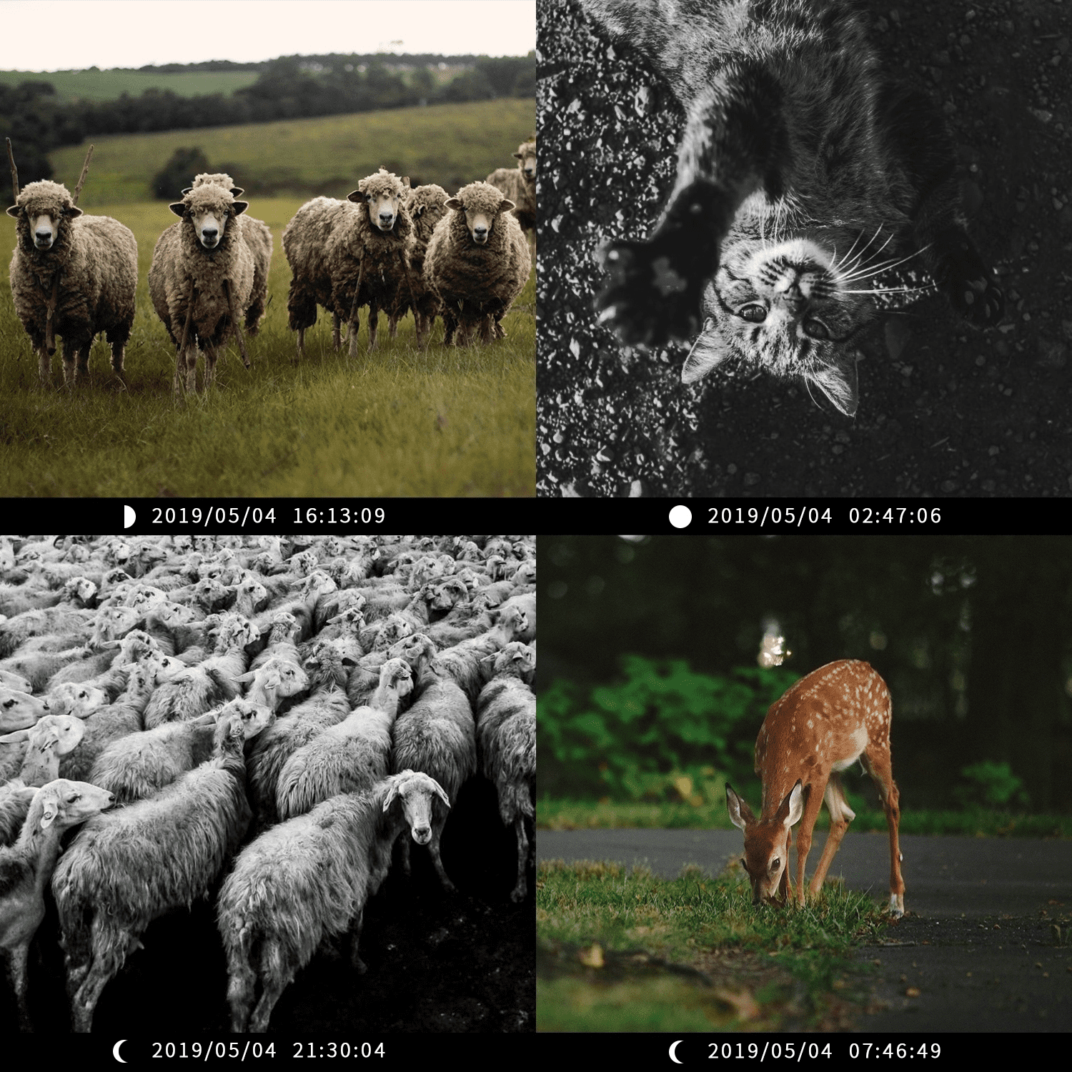 CAMPARK 1080P Trail Camera Game Hunting Deer Wildlife Camera with Night Vision Waterproof