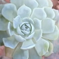 thumbnail image 2 of Kimberly, Allen 20x20 Black Ornate Wood Framed with Double Matting Museum Art Print Titled - Painted Succulent 2, 2 of 4