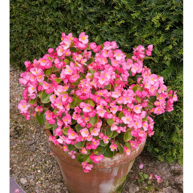 25 Rose PINK WAX BEGONIA Semperflorens Fibrous Shade Flower Seeds