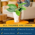 thumbnail image 6 of Costa Farms 12" Monstera Peru Green Galaxy Live House Plants in 5" Self-Watering Pot, 6 of 12