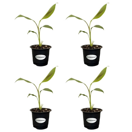 MicroStarts Live Zebrina Banana Ornamental Banana - 4 Plants in 4 inch pots