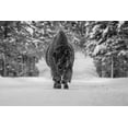 thumbnail image 2 of The Yellowstone Collection 32x23 White Modern Wood Framed Museum Art Print Titled - Bull Bison near Fishing Bridge, Yellowstone National Park, 2 of 4