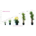 thumbnail image 2 of Thompson Seedless White Grapes 1 Gallon Potted set of 5, 2 of 3