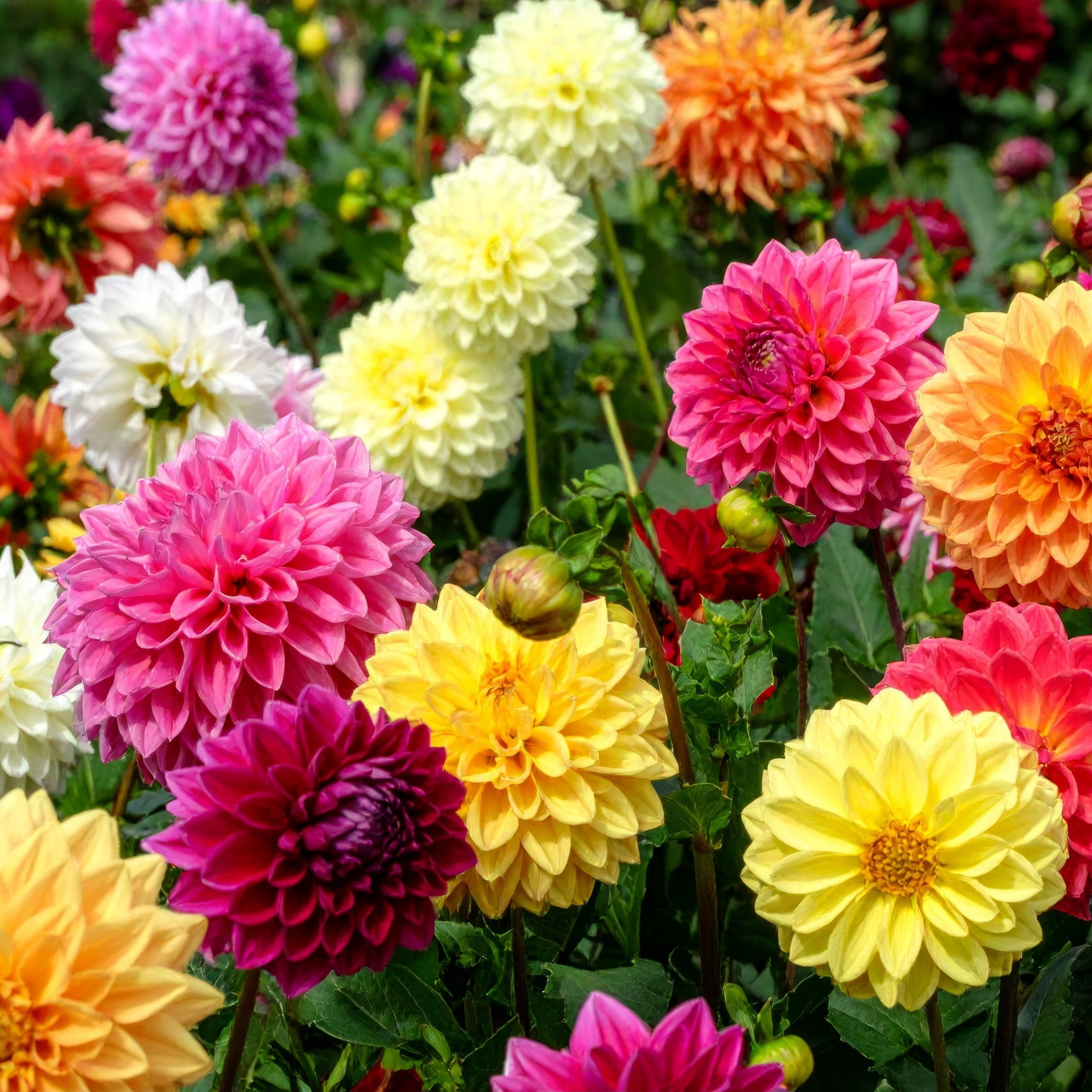 National Plant Network Dahlia Dinner Plate Mixed Bulbs (5-Pack)