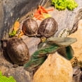 thumbnail image 3 of Cachette en Résine pour Tortue, Décor de Roche pour Reptile, Cachette en Résine pour Reptile, 3 of 8