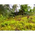 thumbnail image 3 of Grayscale 14x12 Black Modern Framed Museum Art Print Titled - Miniature Forest I, 3 of 5