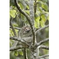 thumbnail image 2 of Grall, Don 17x24 Gold Ornate Wood Framed with Double Matting Museum Art Print Titled - Costa Rica Three-toed sloth rests in a tree, 2 of 4