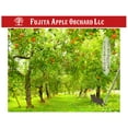 thumbnail image 5 of Blissful Apple Tart Baked in the Orchard by Fujita Kanko Apple Orchard Ibaraki Japan (Whole Size 10cm) - Kurumira Shop, 5 of 6