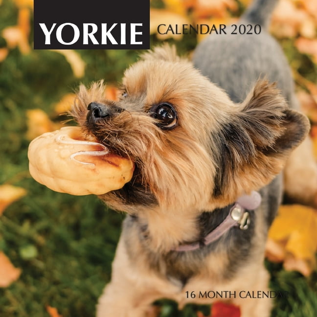 Yorkie Calendar 2020 16 Month Calendar (Paperback)