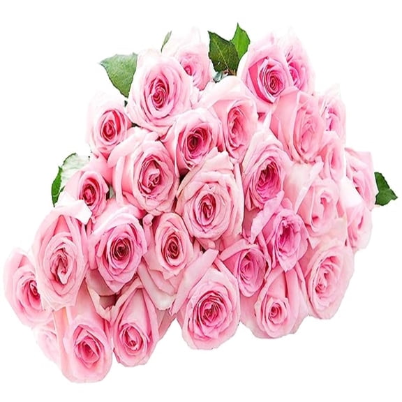KaBloom : Pink Roses (Two Dozen) Without Vase, Next-Day Delivery, Gift for Every Occasion.