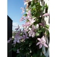 thumbnail image 5 of Clematis Hagley Hybrid - Live Plant in a 4 Inch Growers Pot - Clematis 'Hagley Hybrid' - Starter Plants Ready for The Garden - Beautiful White and Purple Flowering Vine, 5 of 5