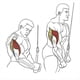 thumbnail image 4 of 2 Piezas de Cuerda de Tracción para Tríceps con un Solo Agarre, Resistente, Accesorio para Máquina de Tracción de Tríceps, para Entrenamiento de Polea en Gimnasio., 4 of 5