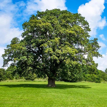 Brighter Blooms - Shumard Oak Tree, 6-7 ft. - No Shipping To AZ,CA,FL,LA,OR, WI