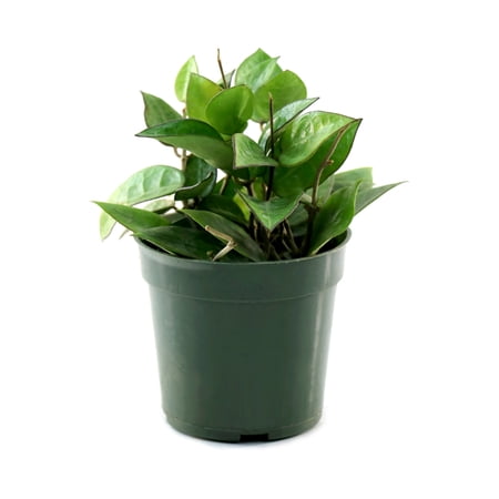 4 in. Hoya Black Margin Plant in Grower Container (3-Pack)