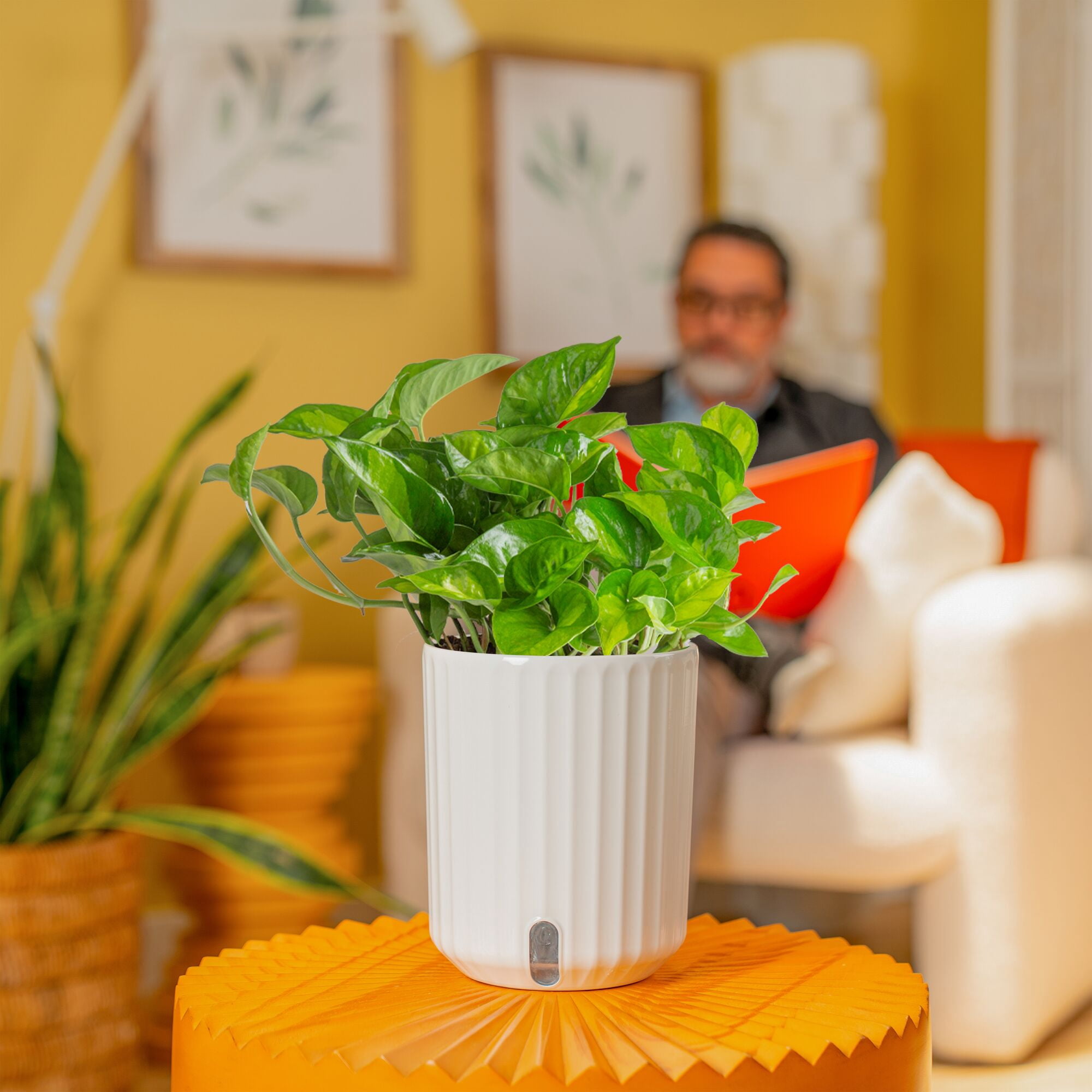 Costa Farms 12" Global Green Pothos Live House Plants in 5" Self-Watering Planter