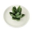 thumbnail image 1 of Organizador de platos decorativo con soporte de cerámica de aloe para joyas, ideal para mujeres y niñas. Estilo 2, 1 of 9