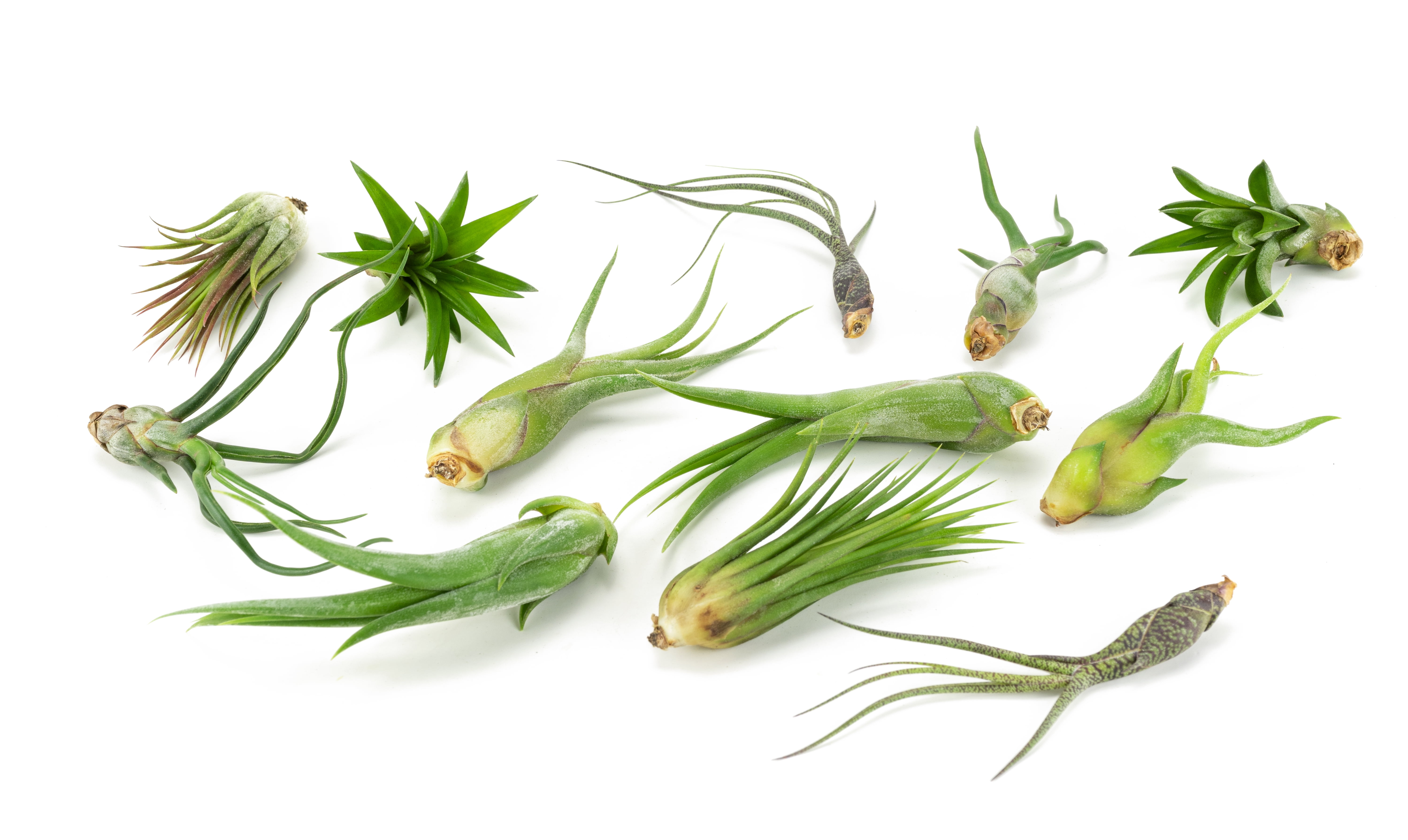 Altman Plants 4" Tillandsia Live Air Plants (12 Pack)