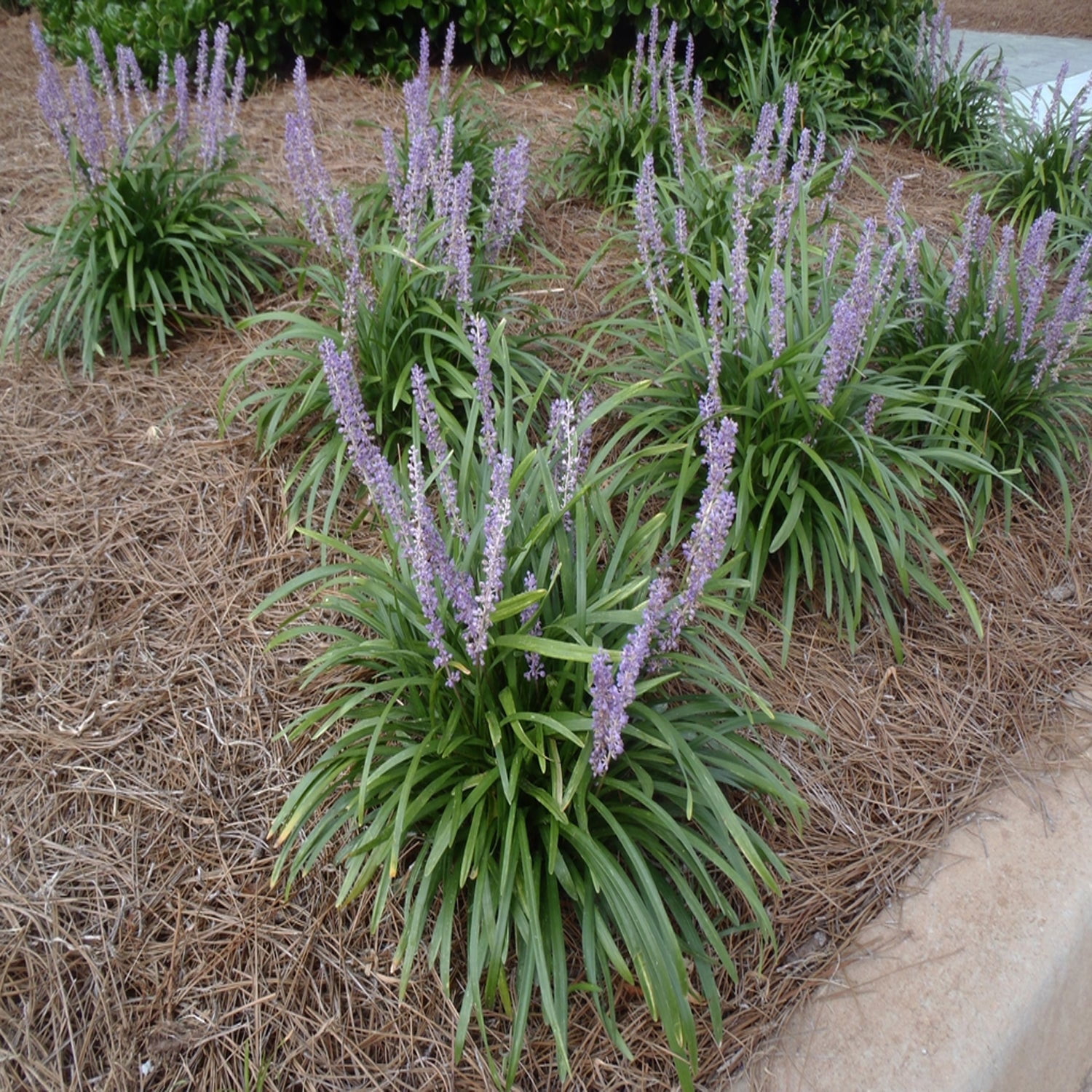 Expert Gardener 1 ft Liriope - Big Blue Live Grass in 1- Gallon Grower Pot