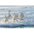 thumbnail image 2 of Goff, Ellen 32x23 White Modern Wood Framed Museum Art Print Titled - Japan-Hokkaido A group of three whooper swans parade along the edge of the ice, 2 of 4