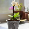 thumbnail image 1 of UPOUART 4Sets Transparent Orchid Pots for Planting with Root Visibility and Proper Water Drainage Features, 1 of 7