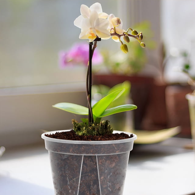 UPOUART 4Sets Transparent Orchid Pots for Planting with Root Visibility and Proper Water Drainage Features