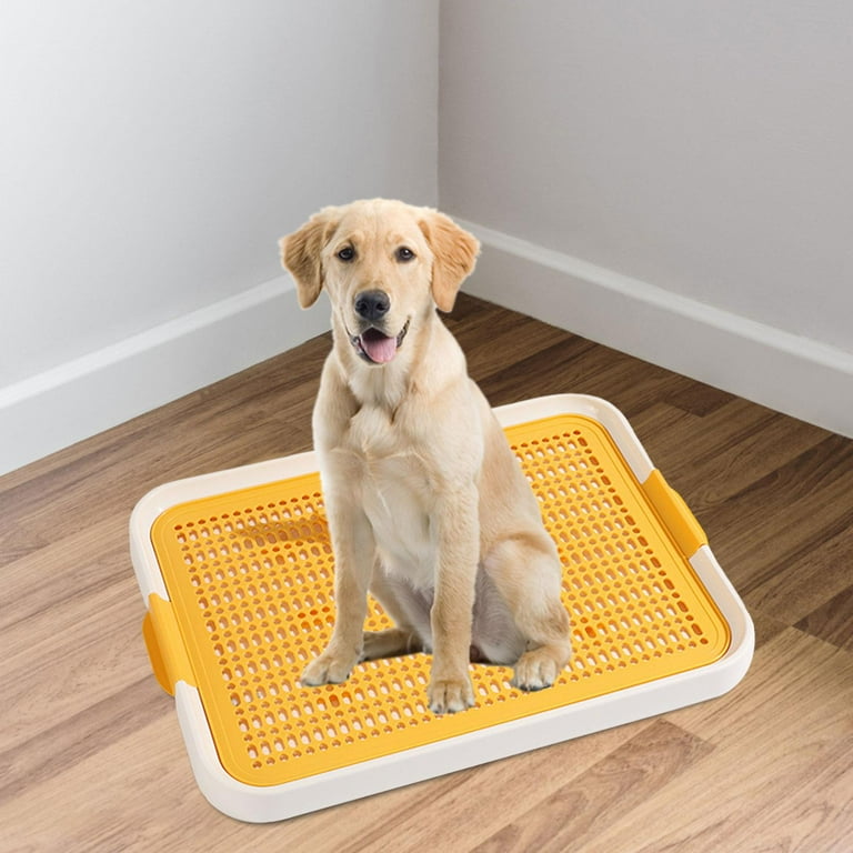 Golden Retriever Puppy Potty Training A Lab Puppy Potty Training
