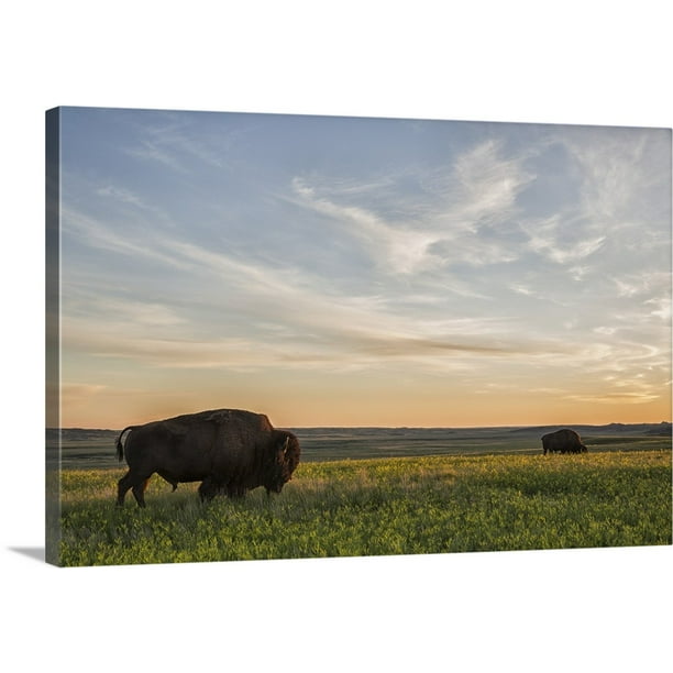 Great BIG Canvas "Bison roam the plains at sunset in Grassland