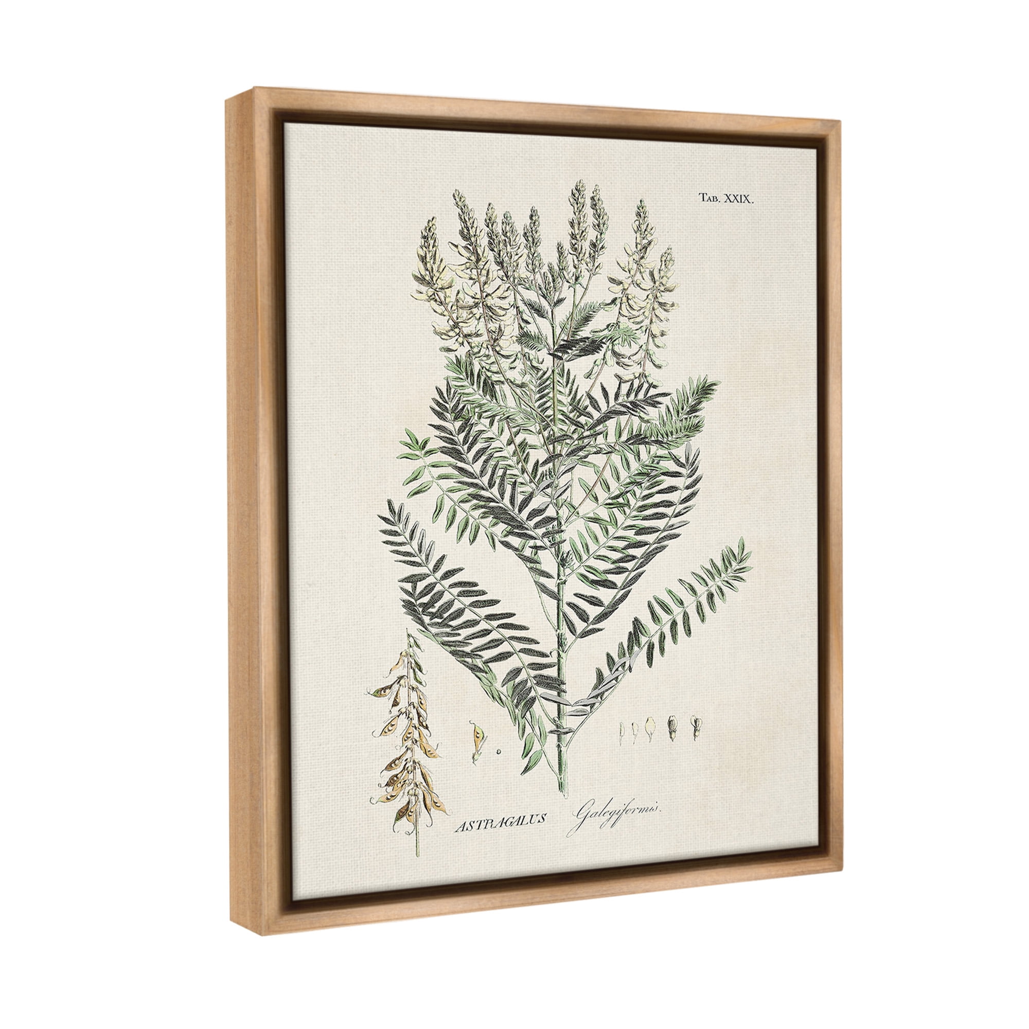Stupell Industries Forest Plant Study Botanical & Floral Painting Brown Floater Framed Canvas Art Print Wall Art, 25 x 31