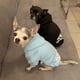 thumbnail image 3 of 2021 Winter Pet Dog Clothes - Cozy Fleece Hoodies for Dogs ShopWise Round, 3 of 8