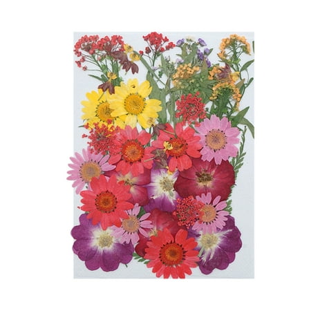 

amousa Real Dried Presse Flowers Leaves Natural Set with Butterfly Stickers